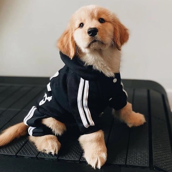 Everything Pets Posh Party on Poshmark